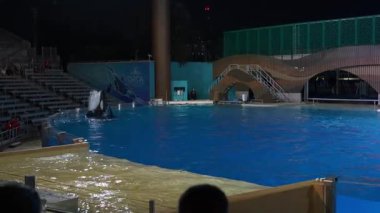Orlando, Florida, ABD - 11.15.2024: Katil balina bir SeaWorld gece şovu sırasında havuza atlayarak dev bir sıçrama yaratıyor. Su, izleyicileri su sıçratma bölgesine yaklaştırır..