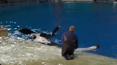 Bir eğitmen, bir deniz parkında bir balinayla yakın temas kurar. Katil balina terbiyecinin yanında zarifçe yüzer, bağlarını ve koruma çabalarındaki hayvan bakımının önemini gösterir..