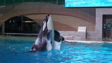 Orlando, Florida, ABD - 11.15.2024: SeaWorld Orca Encounter sırasında güçlü bir balina havuzdan atlıyor. Eğitmenler arka planda durur. Su balinanın etrafına fışkırır..