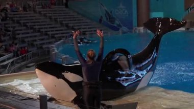 Orlando, Florida, ABD - 11.15.2024: Etkileyici bir balina, Deniz Dünyası 'nda coşkulu bir izleyici kitlesi için yeteneklerini sergiliyor. Eğitmen seyirciyle karşılaşırken, katil balina suda muhteşem zıplamalar ve numaralar yapıyor..