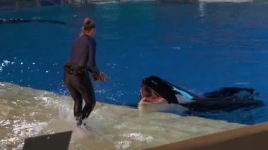 Orlando, Florida, ABD - 11.15.2024: Bir kadın SeaWorld performansı sırasında bir balinayı havuzun kenarında elle besliyor. Orka ağzını iyice açar, balıklar için hazırdır..