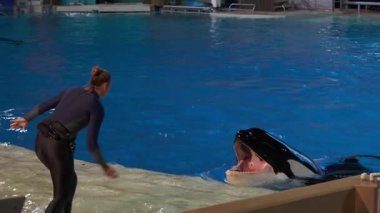 Orlando, Florida, ABD - 11.15.2024: Deneyimli bir antrenör bir akşam performansı sırasında büyük bir su ortamında bir balinayla karşılaşır. Eğitmen yeteneklerini sergilerken balina heyecanla karşılık veriyor..