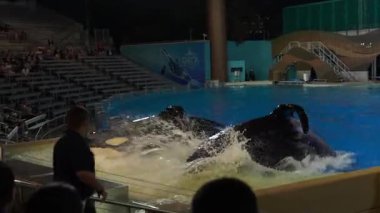 Orlando, Florida, ABD - 11.15.2024: Bir gecede iki balina suya atlıyor, çevikliklerini ve zarafetlerini sergiliyorlar. Bölge, deniz yaşamının bu heyecan verici gösterisiyle seyirciyi büyülüyor..