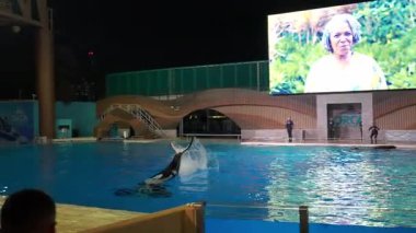 Orlando, Florida, ABD - 11.15.2024: Büyük ekranda senkronize yüzme ve övgü içeren bir gece etkinliği sırasında Sea World 'de orka performanslarının önemli sahneleri. Tüm yaşlar için ilginç bir deneyim..