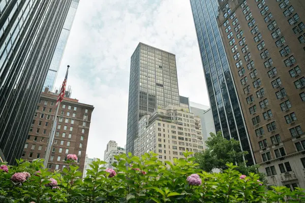 New York 'ta uzun cam binaların önünde parlak pembe çiçekler açar. Doğa ve şehir tasarımı Manhattan 'ın kalbinde buluşuyor..
