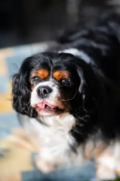 Een Volwassen Hondenportret Genomen Het Interieurhuis Hond Poseren Trappen — Stockfoto