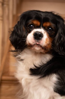 Evde çekilmiş yetişkin bir köpek portresi. Merdivenlerde poz veren köpek..