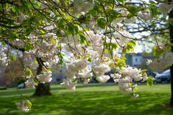 Kirschblüten Voller Blüte Vor Blauem Himmel — Stockfoto