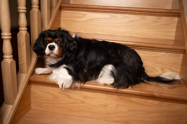 Retrato Cão Adulto Tirado Interior Casa Cão Posando Degraus Escadas — Fotografia de Stock