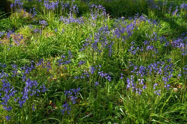 Kék Harangok Tavaszi Virágok Sok Európai Ország Erdejében — Stock Fotó