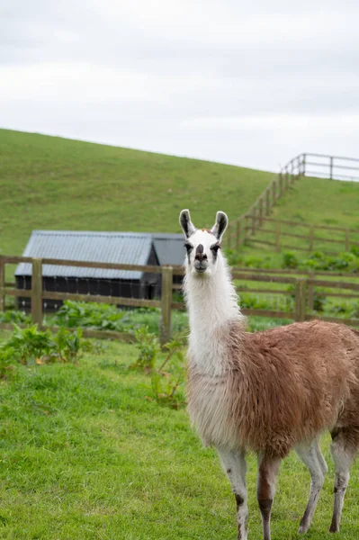Animais Estimação Fazenda Fotografia Animal Com Llama Como Tema Principal — Fotografia de Stock