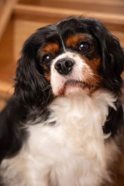 Портрет Дорослої Собаки Зроблений Домашньому Інтер Єрі Собака Позує Сходах — стокове фото