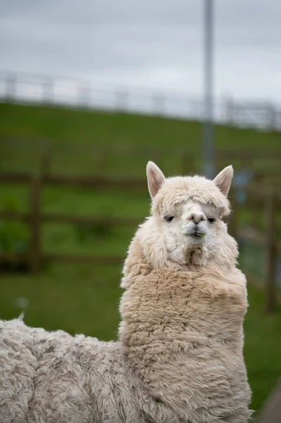 Nahaufnahme Eines Weißen Alpakas Aufgenommen Einer Kleintierfarm Irland — Stockfoto