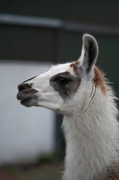 Pet farm animal photography with llama as a main subject.