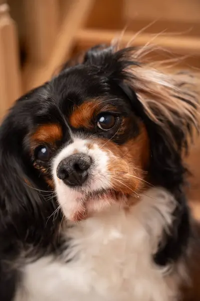 Portrét Dospělého Psa Pořízený Interiéru Pes Pózující Schodech — Stock fotografie