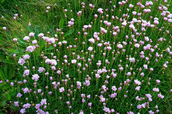 Poium Seaside Forb Rét Wild Hagyma Chive Allium Schoenoprasum Virágok — Stock Fotó