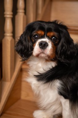 Evde çekilmiş yetişkin bir köpek portresi. Merdivenlerde poz veren köpek..