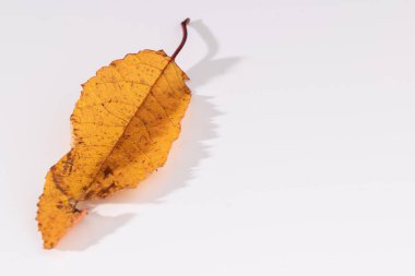 Üst görünüm izole nesne beyaz arkaplan üzerinde gölge ile