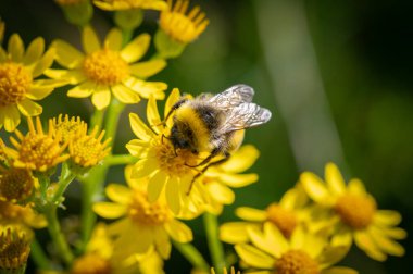 Soyut makro sarı ragwort çiçekleri nektar için sunulan yabanarısı..