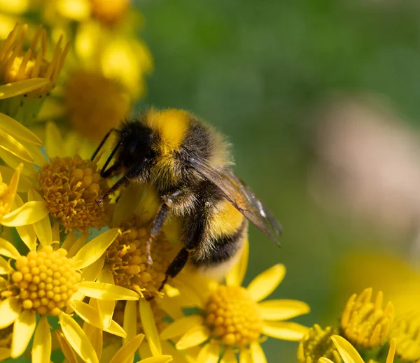 Abstract Macro Shot Yellow Ragwort Flowers Bumblebee Serching Nectar — Stock Photo, Image