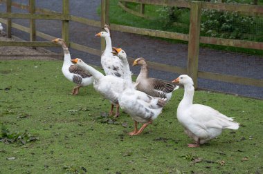 Bir çiftlikte beslenme olasılığından etkilenen meraklı beyaz kazlar. .