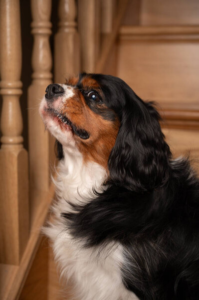 An adult dog portrait taken in the home interier. Dog posing on steps of stairs.