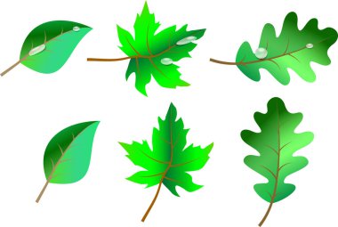 Collection of summer and spring leaves with dew and rain drops