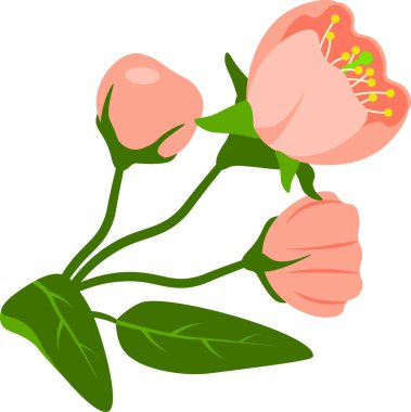 Şeffaf arkaplanda çiçek açan bahar cilt bakımı ile doğal bileşim