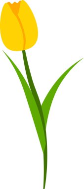 Şeffaf arkaplanda tatil tebrik kartı için tek lale çiçeği çizimi olan düz stil illüstrasyon