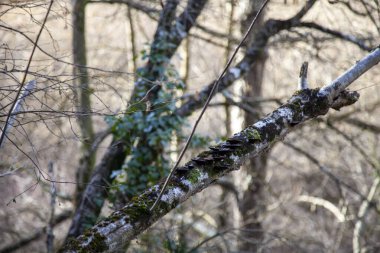 Rupit Köyü, İspanya, İspanya.