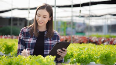 Young woman owns a hydroponic vegetable garden, she grows wholesale hydroponic vegetables in restaurants and supermarkets, organic vegetables. new generations growing vegetables in hydroponics concept