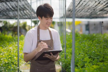 A young man owns a hydroponic vegetable garden, he grows wholesale hydroponic vegetables in restaurants and supermarkets, organic vegetables. new generations growing vegetables in hydroponics concept