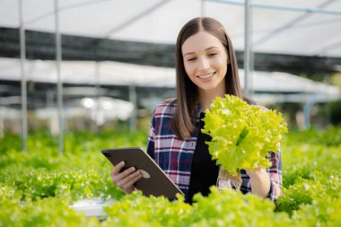 Young woman owns a hydroponic vegetable garden, she grows wholesale hydroponic vegetables in restaurants and supermarkets, organic vegetables. new generations growing vegetables in hydroponics concept