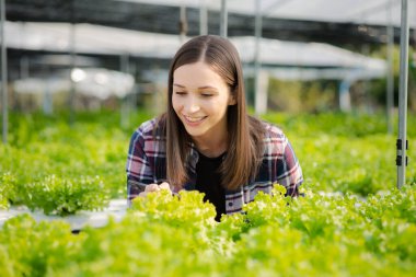 Young woman owns a hydroponic vegetable garden, she grows wholesale hydroponic vegetables in restaurants and supermarkets, organic vegetables. new generations growing vegetables in hydroponics concept