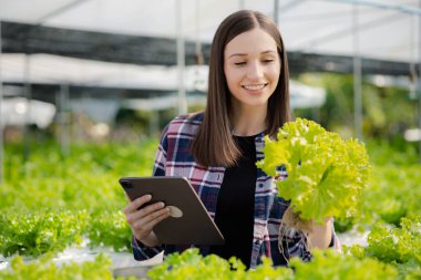 Young woman owns a hydroponic vegetable garden, she grows wholesale hydroponic vegetables in restaurants and supermarkets, organic vegetables. new generations growing vegetables in hydroponics concept