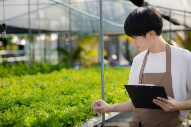 A young man owns a hydroponic vegetable garden, he grows wholesale hydroponic vegetables in restaurants and supermarkets, organic vegetables. new generations growing vegetables in hydroponics concept