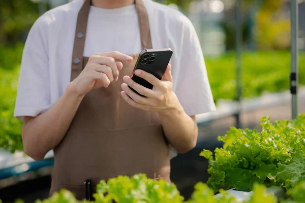 Man owns hydroponic vegetable garden holding a phone, he grows wholesale hydroponic vegetables in restaurants and supermarkets, organic vegetables. The idea of growing hydroponic vegetables.