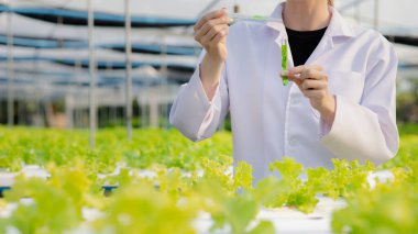 Researchers in hydroponic vegetable gardens are collecting samples to test vegetables grown from research water and examining the water used for growing hydroponic vegetables on the farm.