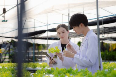 Researchers in hydroponic vegetable gardens are collecting samples to test vegetables grown from research water and examining the water used for growing hydroponic vegetables on the farm.
