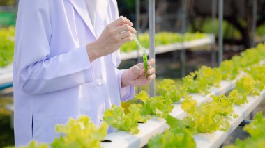 Researchers in hydroponic vegetable gardens are collecting samples to test vegetables grown from research water and examining the water used for growing hydroponic vegetables on the farm.