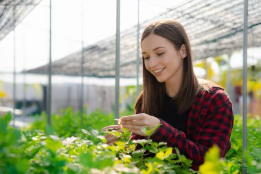 Young woman owns a hydroponic vegetable garden, she grows wholesale hydroponic vegetables in restaurants and supermarkets, organic vegetables. new generations growing vegetables in hydroponics concept