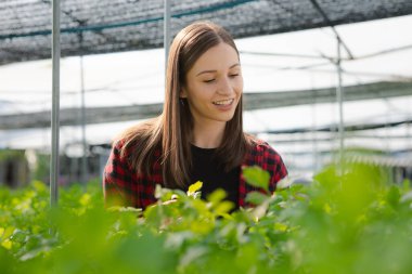 Young woman owns a hydroponic vegetable garden, she grows wholesale hydroponic vegetables in restaurants and supermarkets, organic vegetables. new generations growing vegetables in hydroponics concept