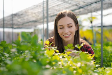 Young woman owns a hydroponic vegetable garden, she grows wholesale hydroponic vegetables in restaurants and supermarkets, organic vegetables. new generations growing vegetables in hydroponics concept