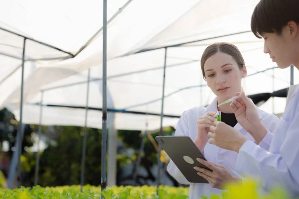 Researchers in hydroponic vegetable gardens are collecting samples to test vegetables grown from research water and examining the water used for growing hydroponic vegetables on the farm.