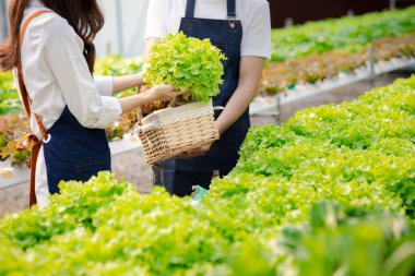 İki erkek ve kadın hidrofonik sebze bahçesinde, restoranlara ve süpermarketlere teslim edilecek sebzeleri denetliyor ve hasat ediyorlar. Hidrofonik sebze yetiştirme fikri.