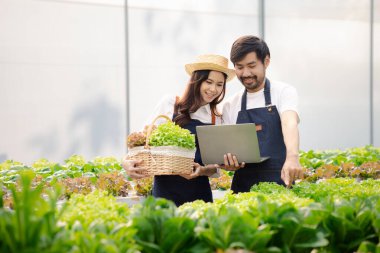 İki erkek ve kadın hidrofonik sebze bahçesinde, restoranlara ve süpermarketlere teslim edilecek sebzeleri denetliyor ve hasat ediyorlar. Hidrofonik sebze yetiştirme fikri.
