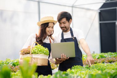 İki erkek ve kadın hidrofonik sebze bahçesinde, restoranlara ve süpermarketlere teslim edilecek sebzeleri denetliyor ve hasat ediyorlar. Hidrofonik sebze yetiştirme fikri.