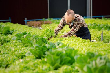 Bir adamın hidrofonik sebze bahçesi var. Restoranlarda, süpermarketlerde, organik sebzelerde toptan hidroponik sebzeler yetiştiriyor. Hidroponik konseptinde sebze yetiştiren yeni nesiller.