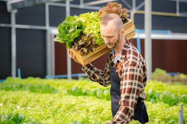 Bir adamın hidrofonik sebze bahçesi var. Restoranlarda, süpermarketlerde, organik sebzelerde toptan hidroponik sebzeler yetiştiriyor. Hidroponik konseptinde sebze yetiştiren yeni nesiller.