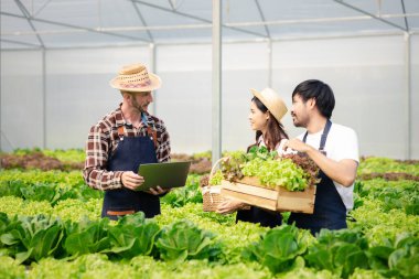Grup çiftçileri ve kadınlar hidroponik bir sebze bahçesinde, restoranlara ve süpermarketlere teslim edilecek sebzeleri denetliyor ve hasat ediyorlar. Hidrofonik sebze yetiştirme fikri.